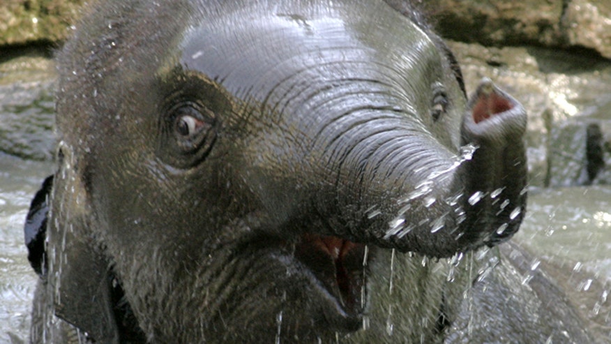 Germany Dead Elephant.jpg
